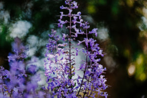 Suburb-Photography-1